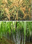 Sugar cane Plant